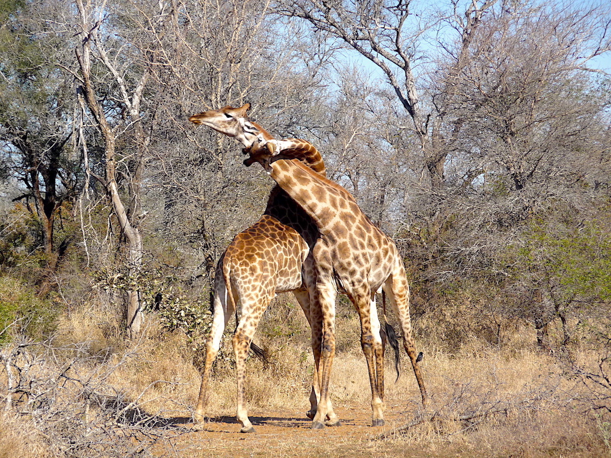 Happy Welt-Giraffen-Tag! Bald ohne die Langhälse?– Elela Africa