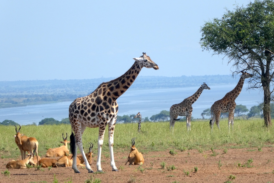 06 Giraffen Uganda Elela Africa 06 Giraffen Uganda Elela Africa