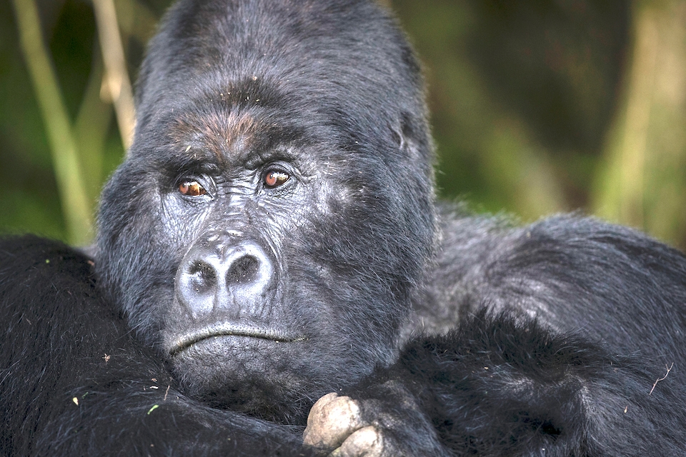 07 Gorilla Silberrücken Elela Africa 07 Gorilla Silberrücken Elela Africa