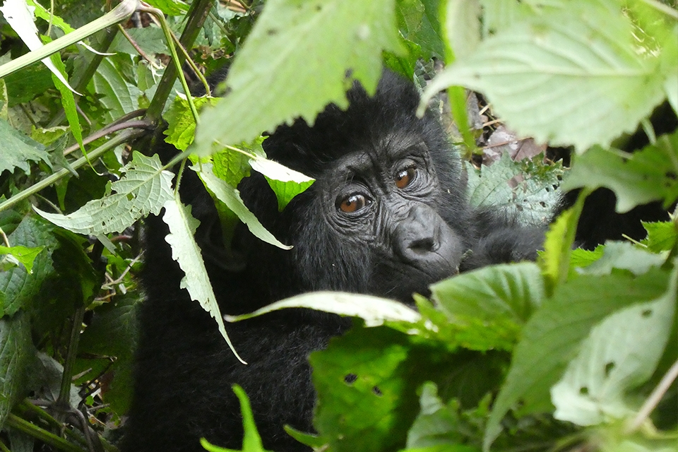 08 Gorilla Tracking Elela Africa Baby 08 Gorilla Tracking Elela Africa Baby