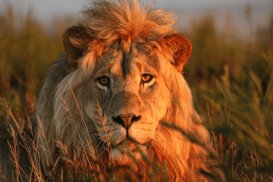 Ranger-Urlaub-Loewe-Gondwana-Eco-Camp Ranger-Urlaub-Loewe-Gondwana-Eco-Camp