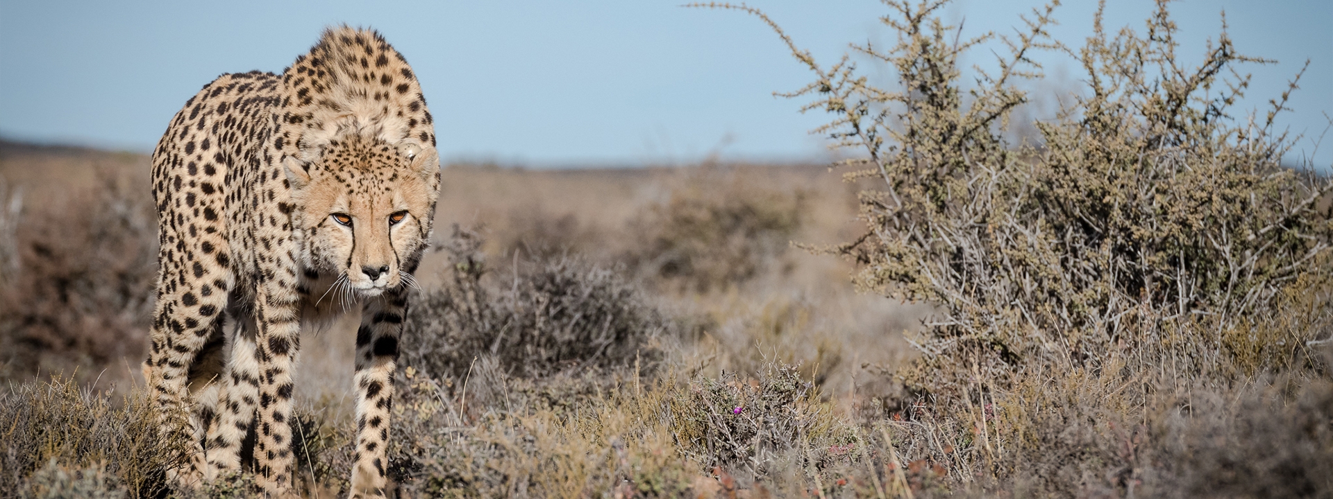 Ranger safari Karoo Banner Ranger safari Karoo Banner
