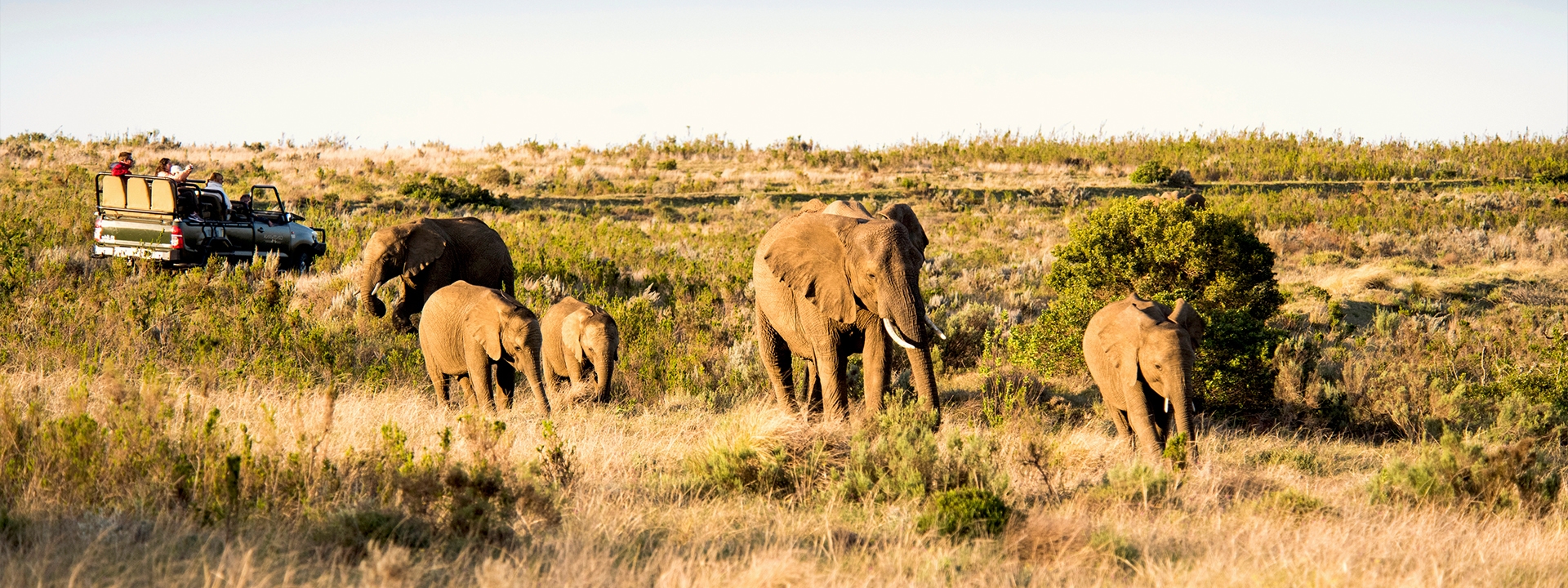 02 Banner Game Drive Elephant 2 02 Banner Game Drive Elephant 2