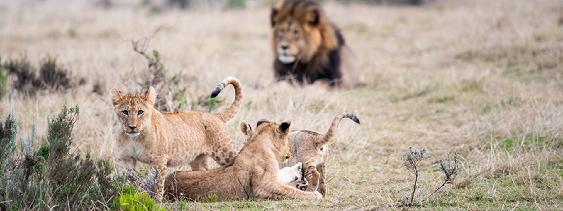 Urlaubs-Ranger Safari Garden Route Banner Lion Urlaubs-Ranger Safari Garden Route Banner Lion