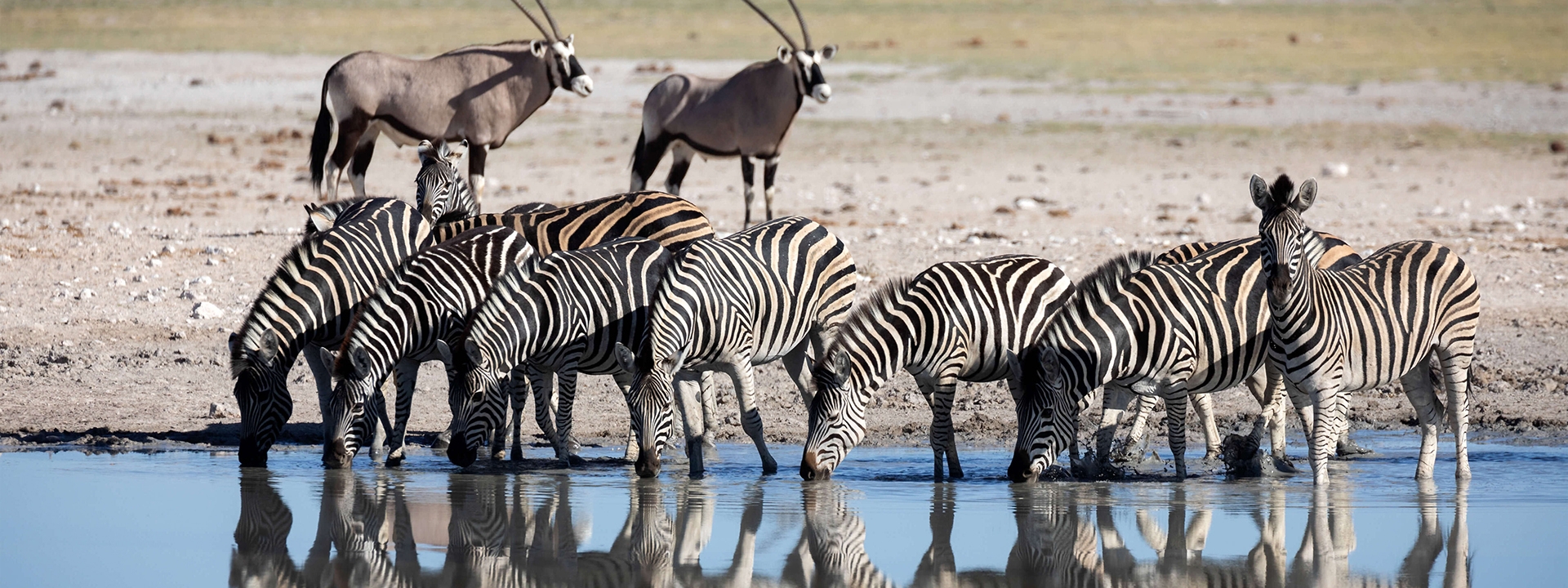 Titel_1_Urlaubs_Ranger_Kalahari_Elela_Africa-wide Titel_1_Urlaubs_Ranger_Kalahari_Elela_Africa-wide