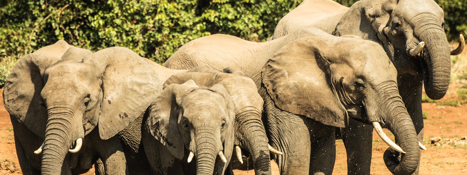 TB-2-Kruger-swasiland-elela-africa-elephants-reiseidee TB-2-Kruger-swasiland-elela-africa-elephants-reiseidee