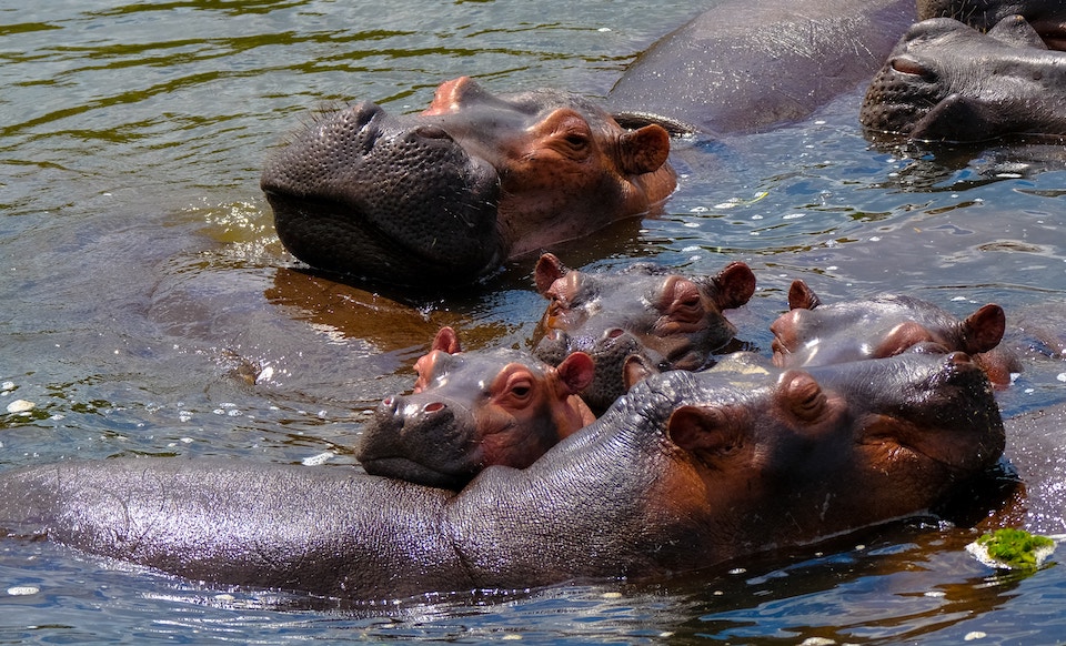 elela-africa-hippo-ocean-safari elela-africa-hippo-ocean-safari