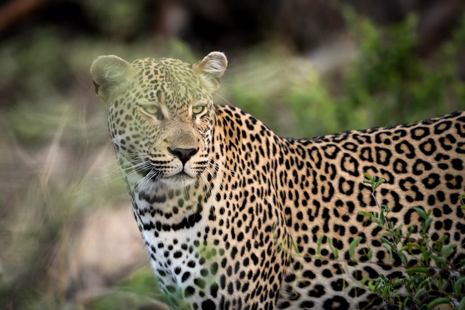 elela-africa-kruger-bis-swasiland-leopard-kachel elela-africa-kruger-bis-swasiland-leopard-kachel