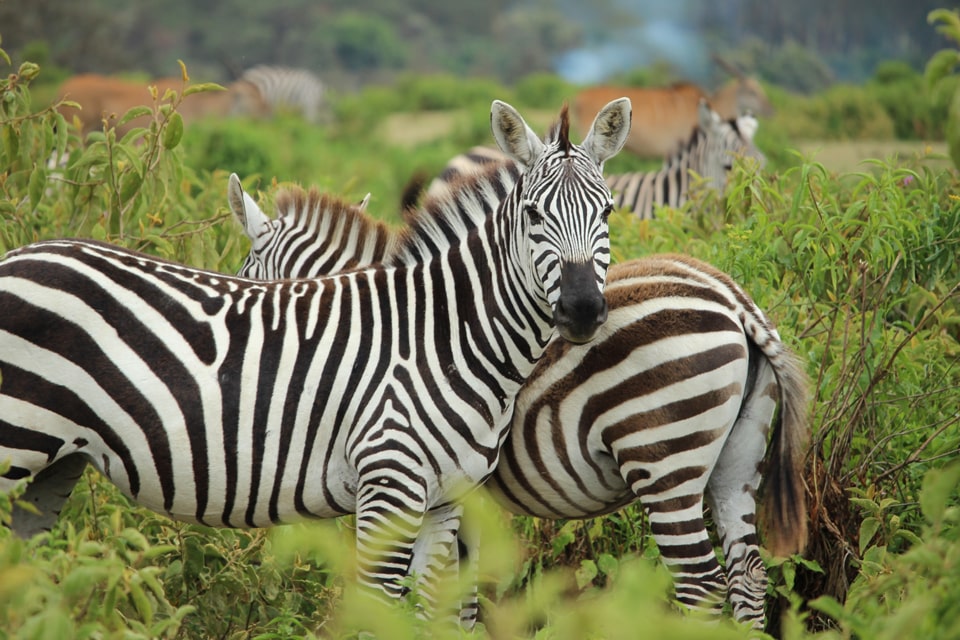 gallerie-Kruger-swasiland-elela-africa-zebras-reiseidee gallerie-Kruger-swasiland-elela-africa-zebras-reiseidee