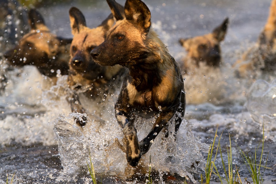okavango-delta-mobile-safari-wilddog-elela-africa okavango-delta-mobile-safari-wilddog-elela-africa