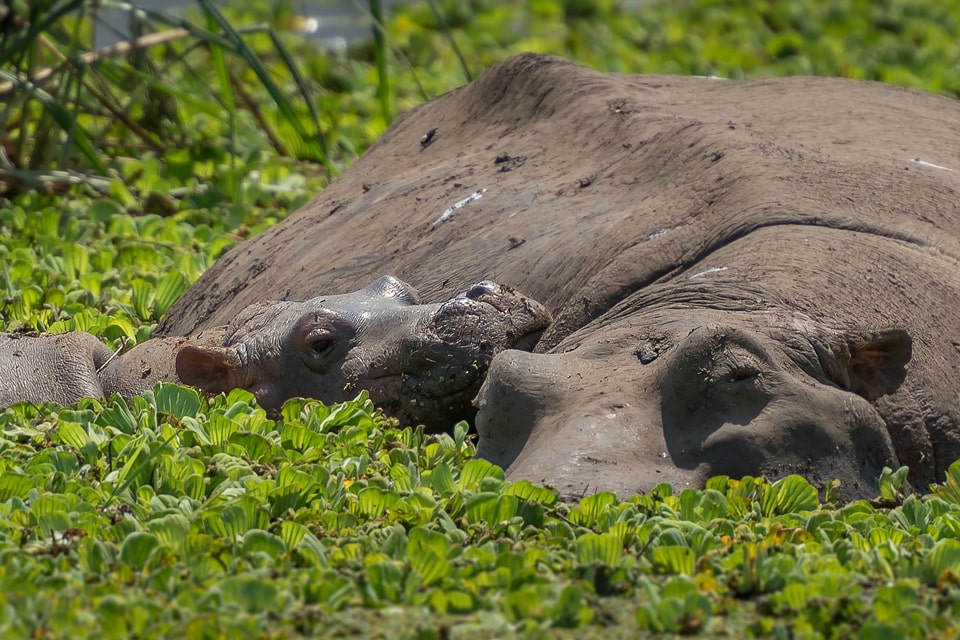 tabelle-Kruger-swasiland-elela-africa-hippos-reiseidee tabelle-Kruger-swasiland-elela-africa-hippos-reiseidee