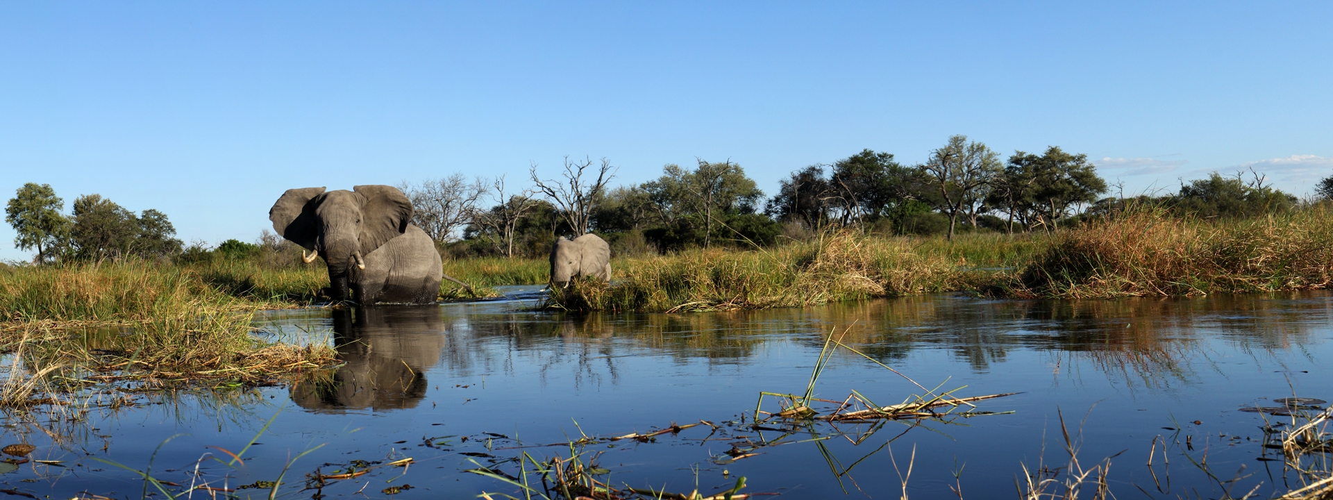 titel-magisches-okavango-elela-africa-delta titel-magisches-okavango-elela-africa-delta