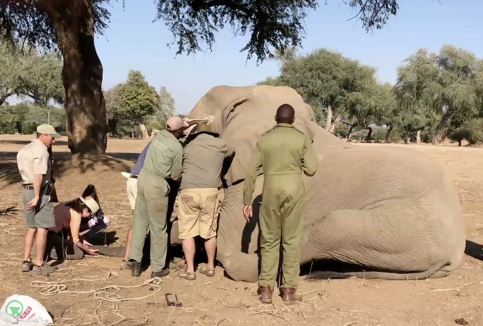elela-africa-collaring-elefant-simbabwe elela-africa-collaring-elefant-simbabwe