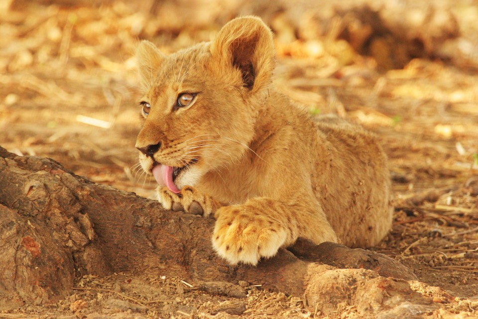 elela-africa-loewe-mana-pools-simbabwe elela-africa-loewe-mana-pools-simbabwe