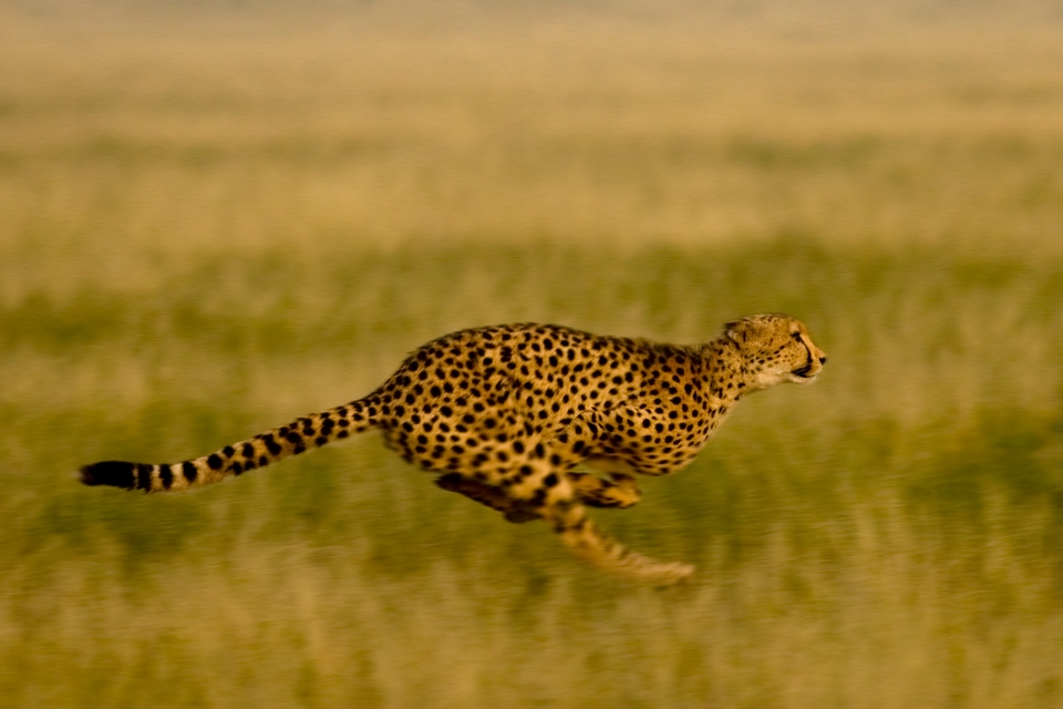 noerdliche-highlights-botswana-mobile-safari-elela-africa-gallery-1 noerdliche-highlights-botswana-mobile-safari-elela-africa-gallery-1