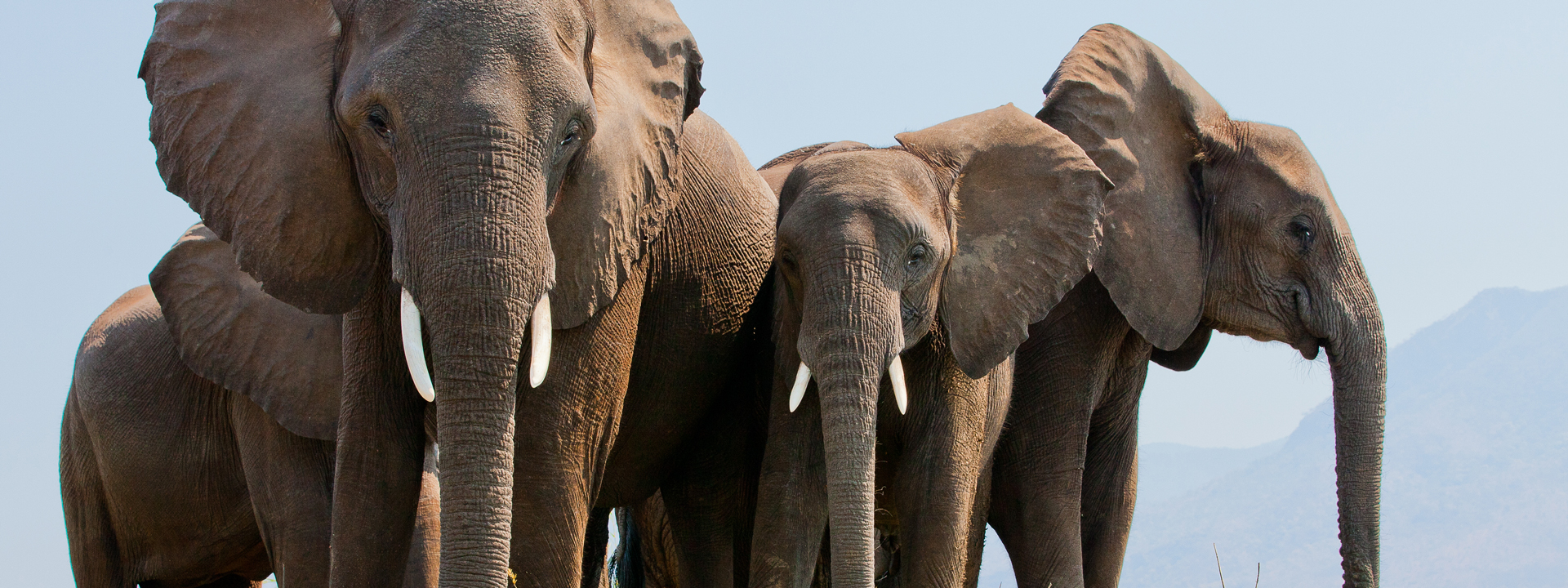 titel-elela-africa-mana-pools-Elephants-on-an-island-while-canoeing titel-elela-africa-mana-pools-Elephants-on-an-island-while-canoeing